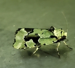 Emarginea percara