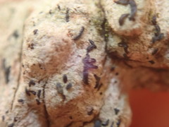 Alyxoria varia