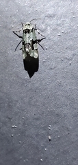 Emarginea percara