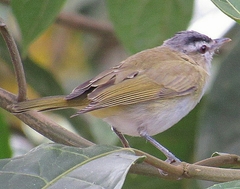 Vireo chivi