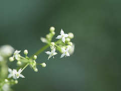 Galium saxatile