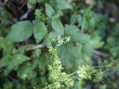 Galium saxatile