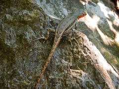 Sceloporus parvus