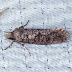 Acrolophus arcanella