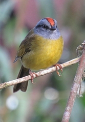 Myiothlypis coronata