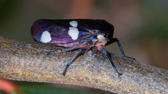 Eurymela distincta