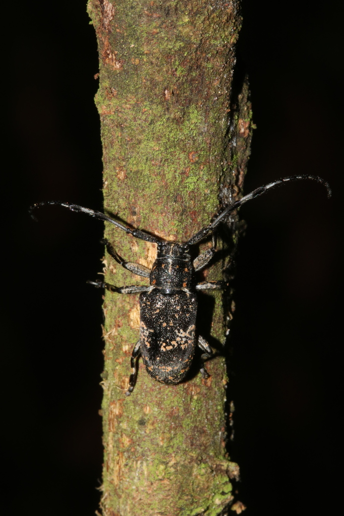 Pericacia