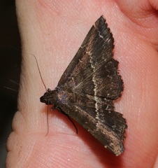 Adrapsa mediana