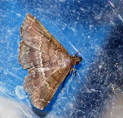 Adrapsa mediana