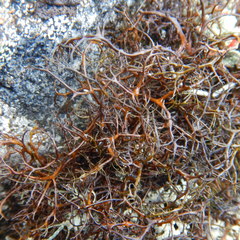 Bryocaulon divergens