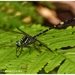 Malabar Long-legged Clubtail - Photo (c) RENJITH RV, some rights reserved (CC BY-NC), uploaded by RENJITH RV