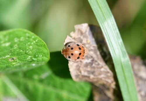 Mexican Bean Beetle (Epilachna varivestis), a species recorded in Delaware