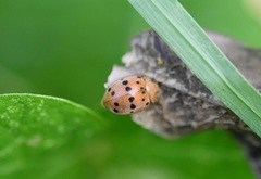 Epilachna varivestis