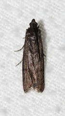 Pyla fusca