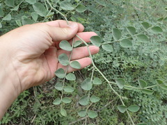 Hosackia crassifolia crassifolia