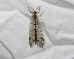 Dendroleon speciosus