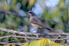 Tachyphonus phoenicius