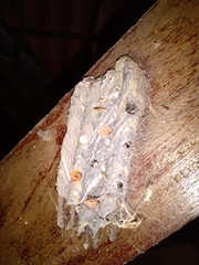 Trypoxylon albitarse