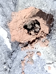 Trypoxylon albitarse