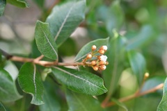 Photinia matudae