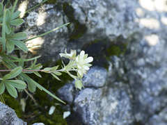 Potentilla caulescens