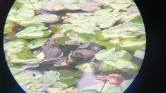 Lithobates catesbeianus