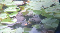 Lithobates catesbeianus