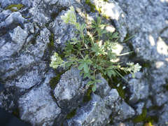Potentilla caulescens