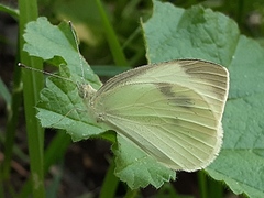 Pieris rapae