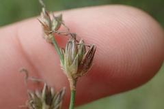 Juncus mexicanus