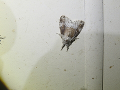 Dasychiroides pratti