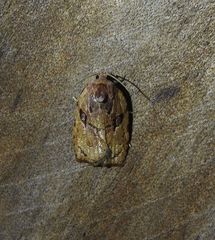 Homona mermerodes