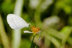 Leptosia nina niobe