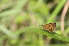 Ampittia virgata