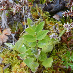 Astragalus umbellatus
