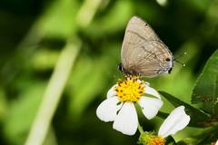 Rapala varuna formosana