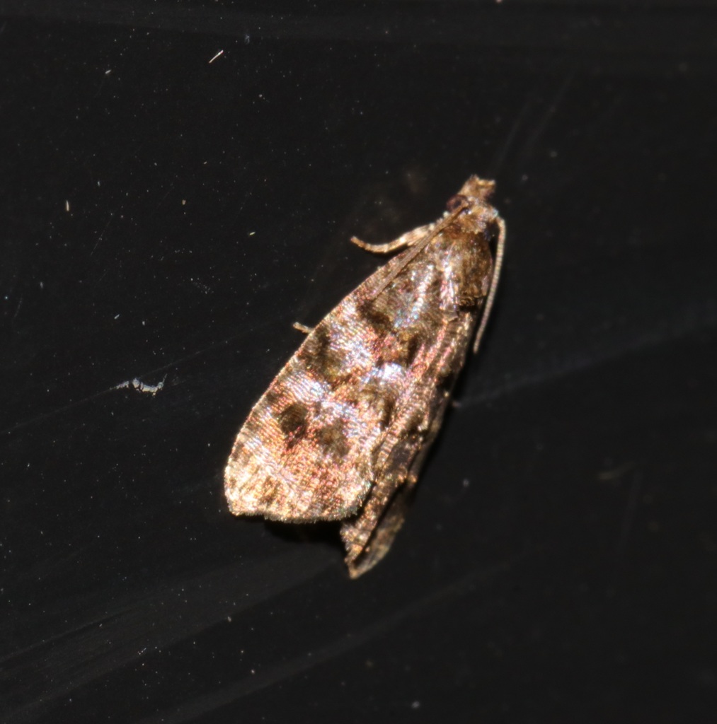 Lopharcha