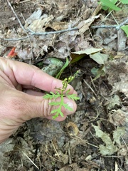 Botrychium lanceolatum image