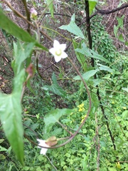 Calystegia marginata