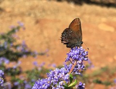 Callophrys muiri