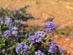 Callophrys muiri