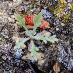 Artemisia hyperborea