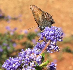 Callophrys muiri