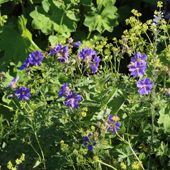 Geranium gymnocaulon
