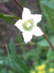 Calystegia marginata