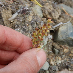 Artemisia hyperborea