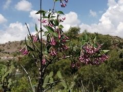 Bouvardia multiflora