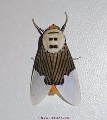 Ischnognatha semiopalina