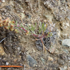 Artemisia hyperborea