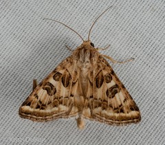 Protoschinia nuchalis